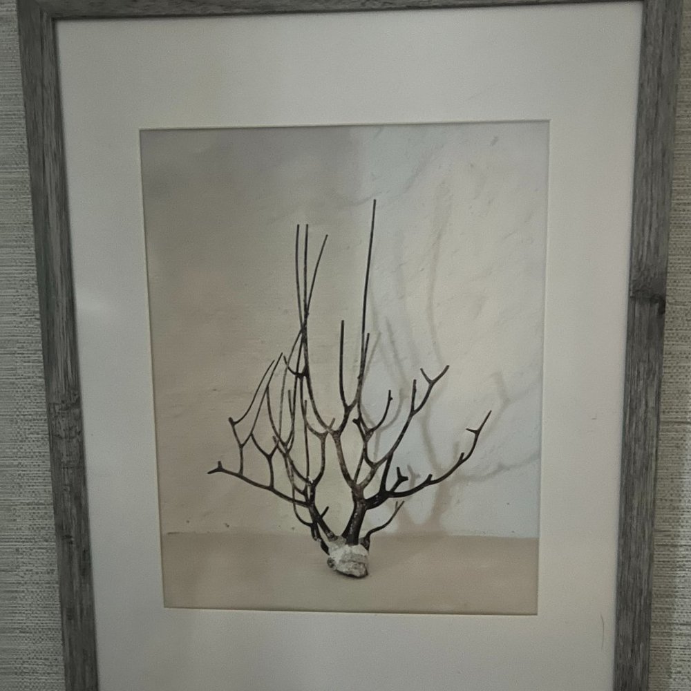 "Juntos" photo print framed of Driftwood and Coral from Holbox, mexico